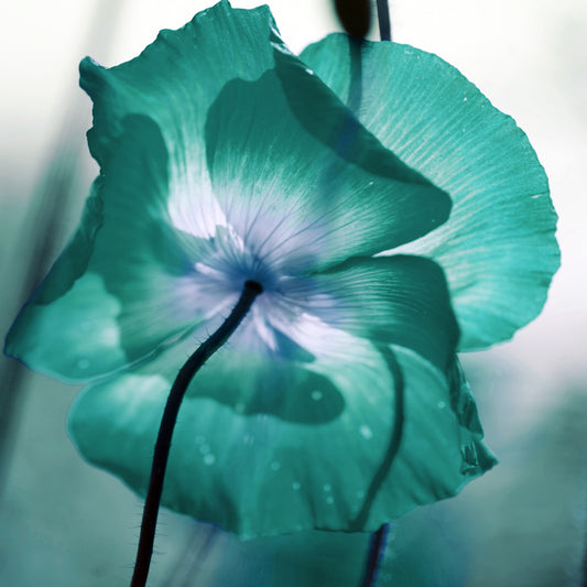 Akustikbild - Floral