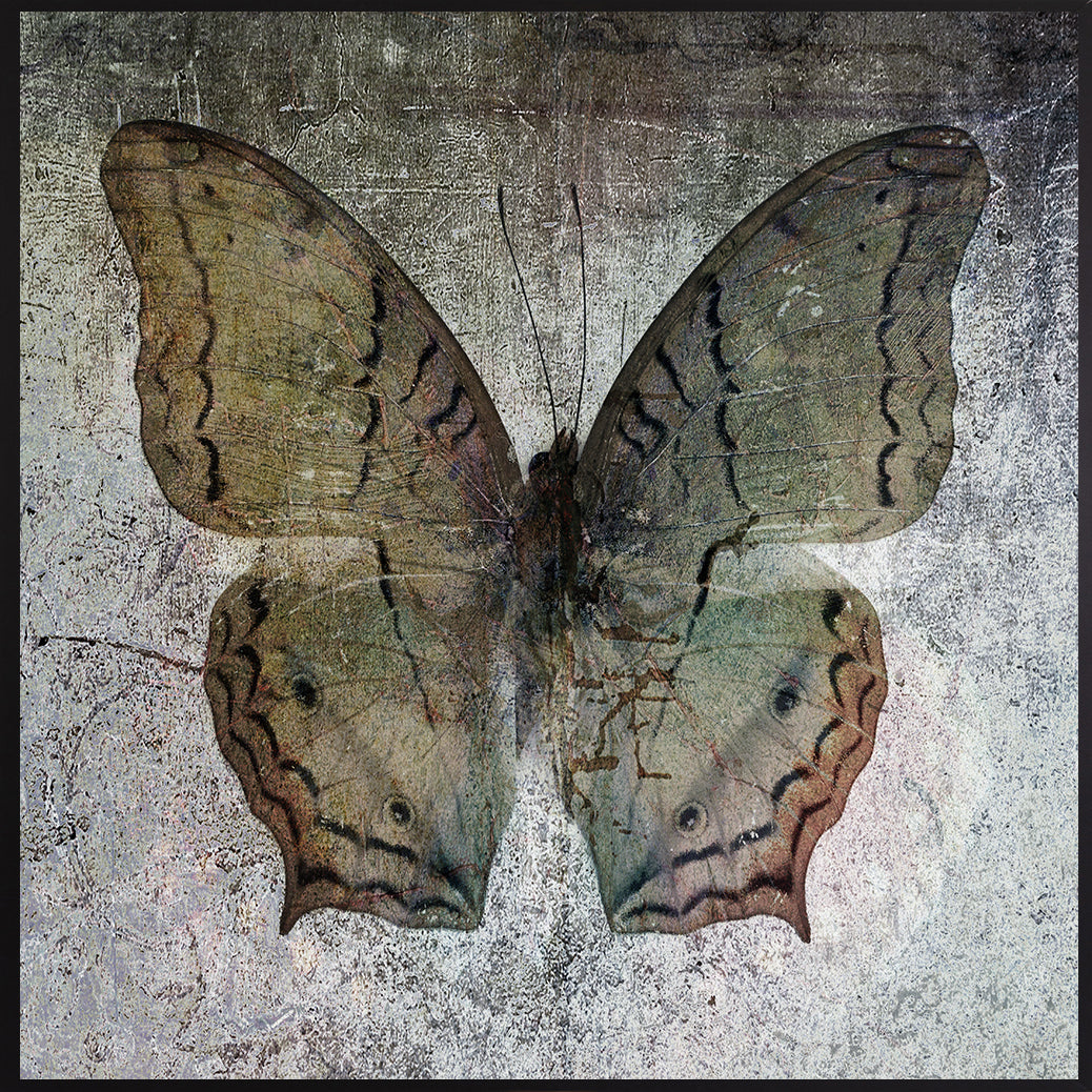 Leinwandbild mit Schattenfugenrahmen - Schmetterling Hell