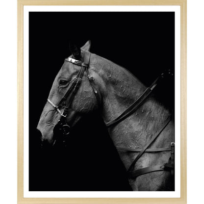 Rahmenbild - Pferdeportrait Schwarz Weiß