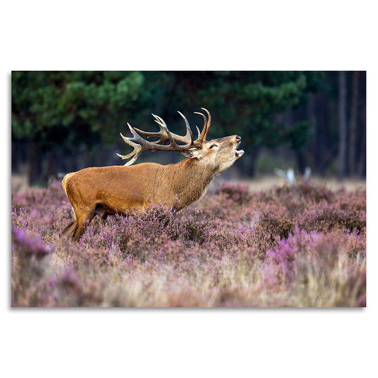 Acrylglasbild - Autumn Deer