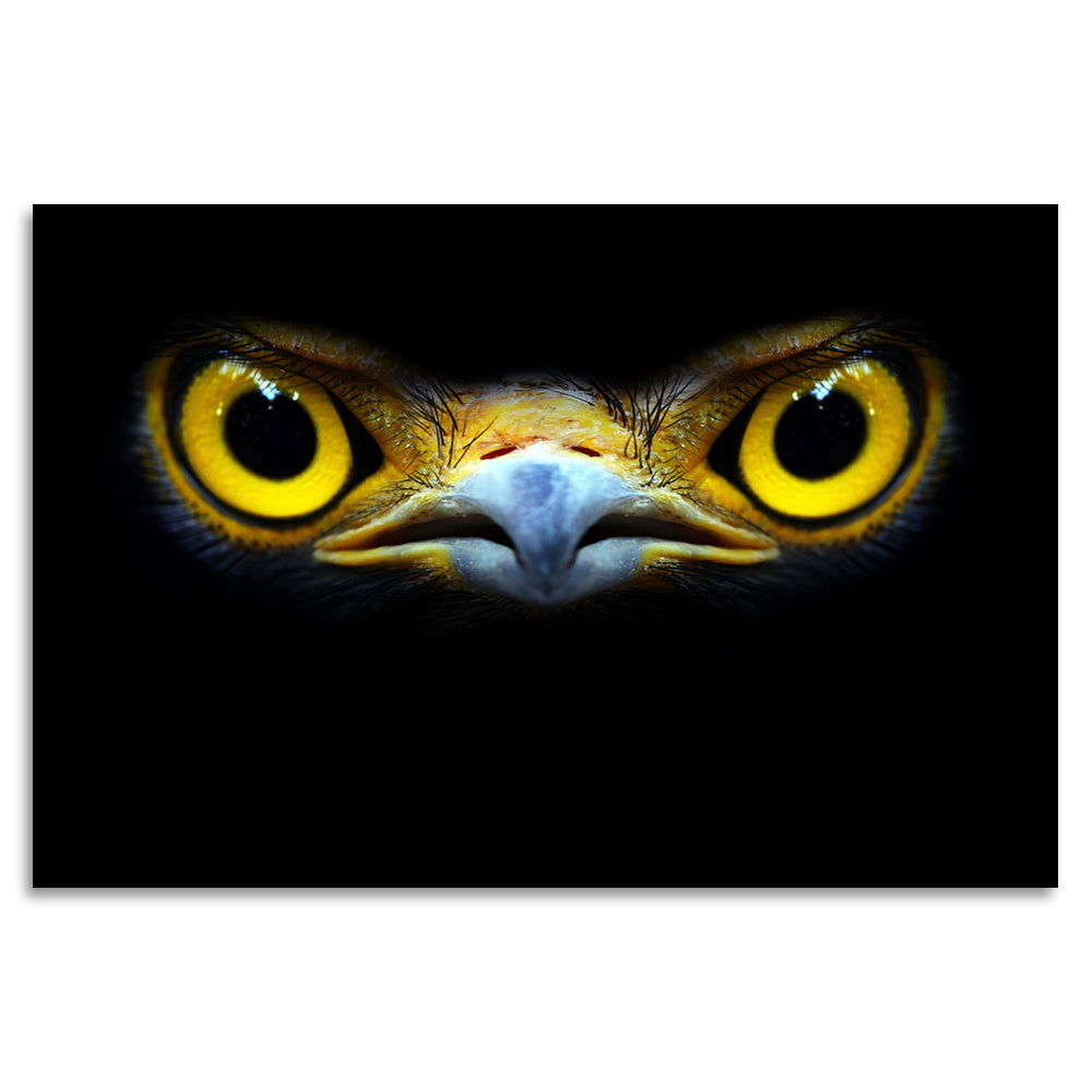 Acrylglasbild - Eagle Eyes